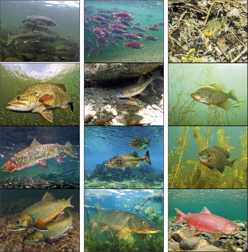 13 Month Fishing Wall CalendarC7299